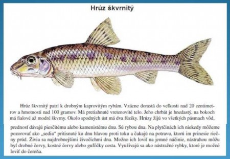 Hrúz škvrnitý, nehájený